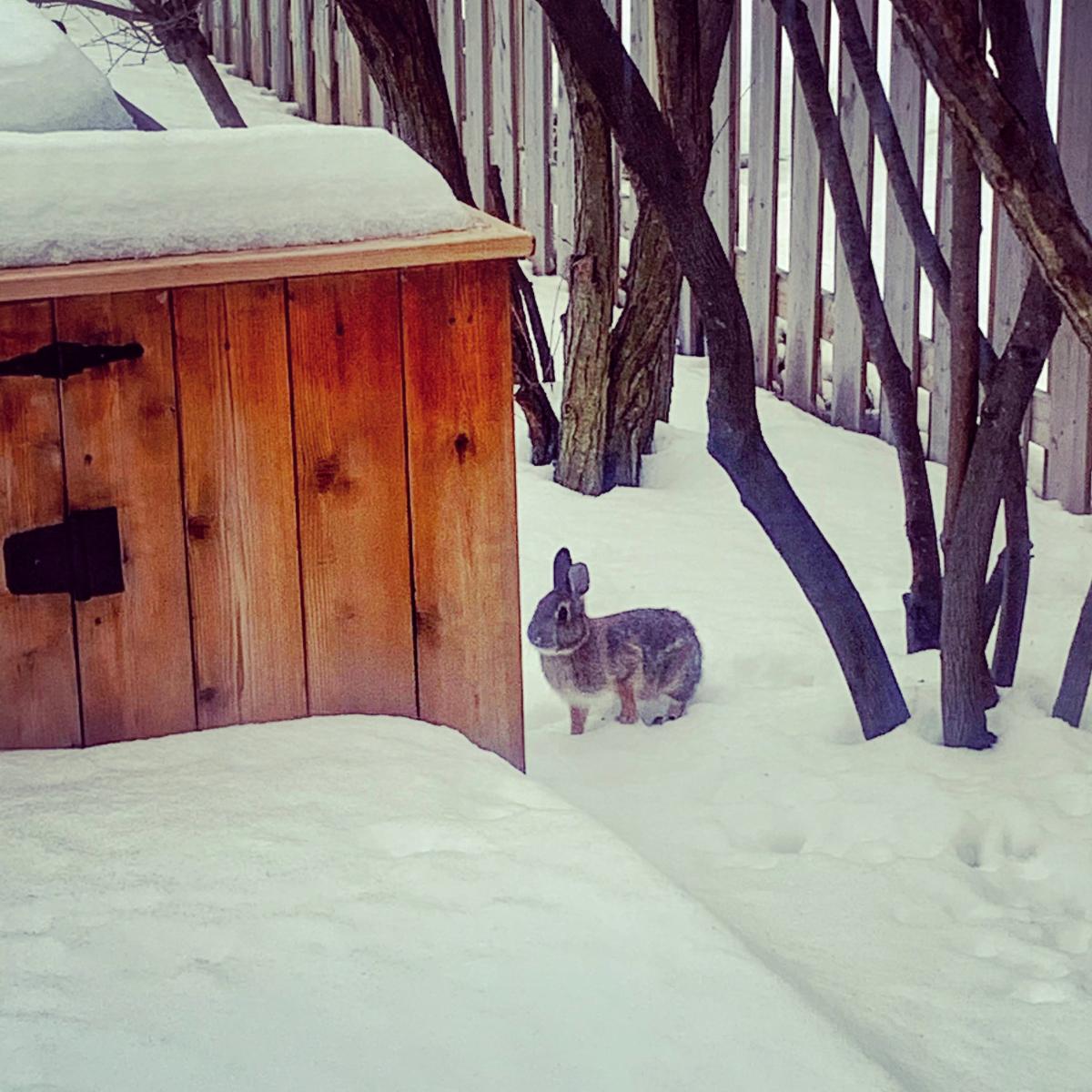 A bunny playing in snow.